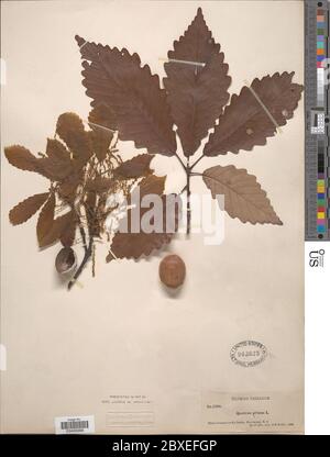 Quercus montana Willd Quercus montana Willd. Foto Stock