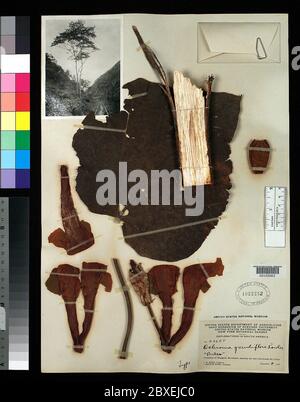 Ochroma grandiflorum Rowee Ochroma grandiflorum Rowee. Foto Stock