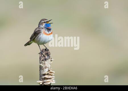 Blueghor maschio chiama la sua femmina nella stagione di riproduzione (Luscinia svecica) Foto Stock