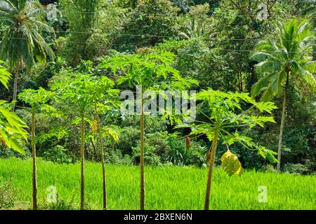 Foresta selvaggia sull'isola di Panay Filippine Foto Stock