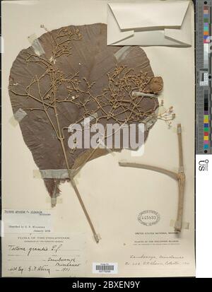 Tectona grandis L f Tectona grandis L f Foto Stock