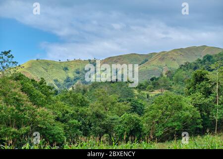 Foresta selvaggia sull'isola di Panay Filippine Foto Stock