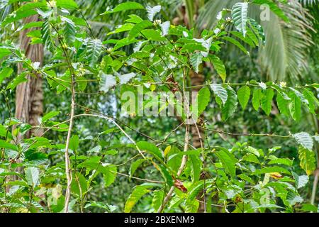 Foresta selvaggia sull'isola di Panay Filippine Foto Stock