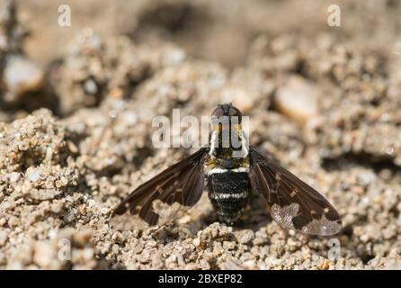 Ape-fly nero (Hemipenhes maurus) Foto Stock