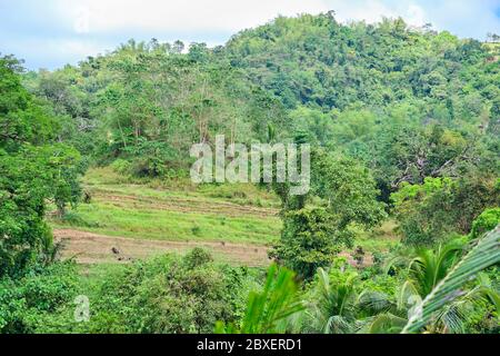 Foresta selvaggia sull'isola di Panay Filippine Foto Stock