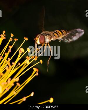 Un Hoverfly di Marmalade (Episyrphus balteatus) che si nuvola sul nettare del Wort di San Giovanni, Warwickshire Foto Stock