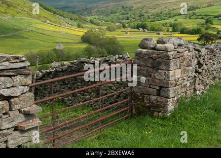 Cancello arrugginito e muro di pietra a secco a West Stonesdale, North Yorkshire, Inghilterra con sfondo morbido di buttercup fieno prati e granai di pietra Foto Stock