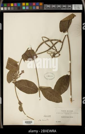 Mandevilla rustbyi Britton Mandevilla rusbyi Britton. Foto Stock