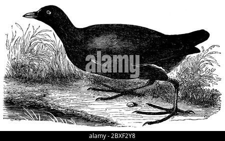 Comune moorhen / gallinula cloropus / Teichhuhn (libro zoologico, 1886) Foto Stock