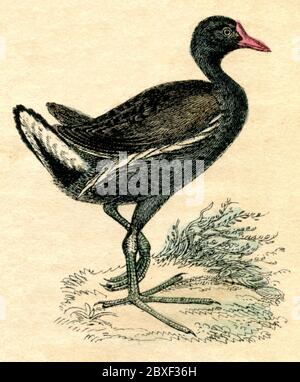 Comune moorhen / gallinula cloropus / Teichhuhn (libro di storia naturale, 1861) Foto Stock