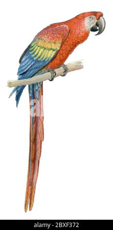 Scarlatto macaw / Ara macao / Roter Ara (libro zoologico, 1913) Foto Stock