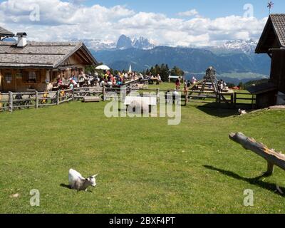 2020 06 02 Alpe di Villandro, Alto Adige, dopo la chiusura, in un rifugio, ristorante fattoria Gasser Hutte con animali Foto Stock