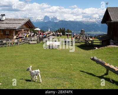 2020 06 02 Alpe di Villandro, Alto Adige, dopo la chiusura, in un rifugio, ristorante fattoria Gasser Hutte con animali Foto Stock