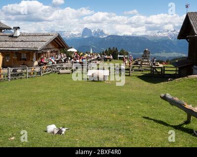 2020 06 02 Alpe di Villandro, Alto Adige, dopo la chiusura, in un rifugio, ristorante fattoria Gasser Hutte con animali Foto Stock