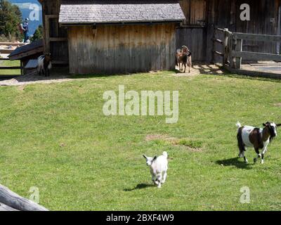 2020 06 02 Alpe di Villandro, Alto Adige, dopo la chiusura, in un rifugio, ristorante fattoria Gasser Hutte con animali Foto Stock