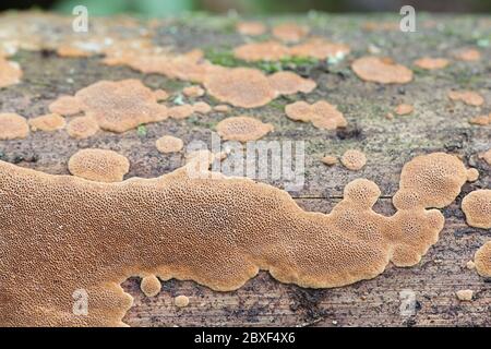 Phellinus viticola, polipore marrone dalla Finlandia senza nome inglese comune Foto Stock