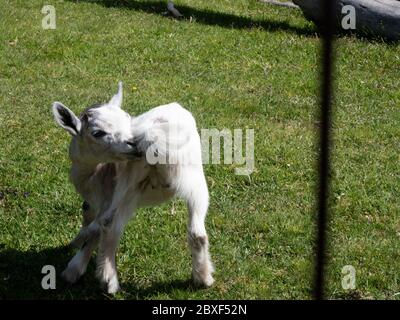 2020 06 02 Alpe di Villandro, Alto Adige, dopo la chiusura, in un rifugio, ristorante fattoria Gasser Hutte con animali Foto Stock