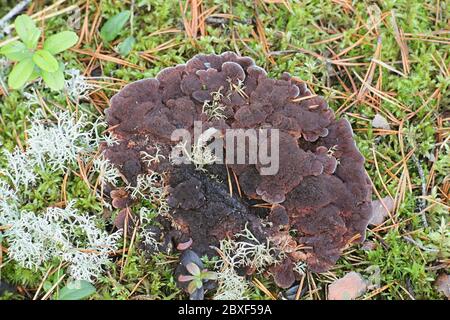 Hydnellum ferrugineum, conosciuto come il dente di mealy o il fungo rosso-marrone della spina dorsale, fungo selvaggio dalla Finlandia Foto Stock