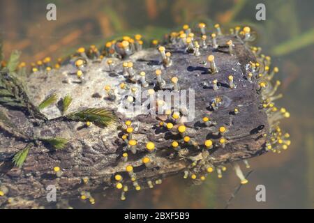 Vibrissea truncorum, un fungo sac che cresce in torrenti forestali Foto Stock