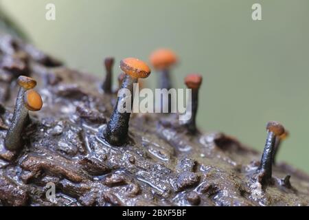 Vibrissea truncorum, un fungo sac che si immerge in torrenti forestali in Finlandia Foto Stock