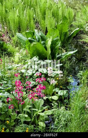 Acqua nella sorgente del giardino, le rive del torrente con la primula fiorente, struzzo shuttlecock felce Foto Stock