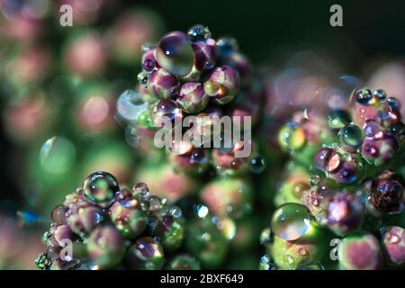 Gocce d'acqua verde brillante rotonde su boccioli di fiori di piante agili, macro di sfondo offuscata astratta Foto Stock