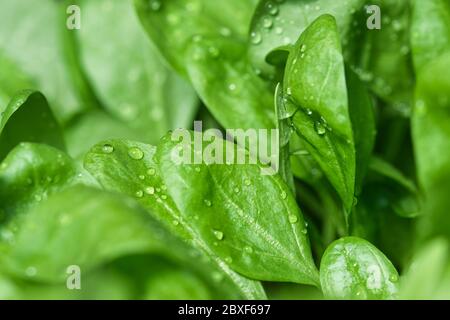 Foglia di spinaci bambino che cresce nel giardino di primavera, foglie verdi fresche con gocce d'acqua su, primo piano, sano cibo organico e auto sofficenza concetto Foto Stock