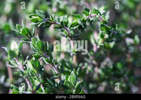 Primo piano di piante fresche di Timo, spezie perenni aromatiche sempreverde che crescono nel giardino primaverile, foglie verdi piccole e steli rosso chiaro Foto Stock