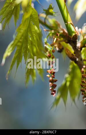 Tovaglioli rossi di quercia nord, fiori maschi macro e giovani foglie verdi fresche di primavera, ombre e contrasto di luce, boschi, atmosfera atmosferica Foto Stock