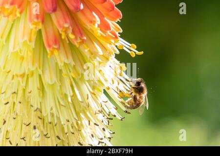 Miele ape raccolta nettare e polline da fiore di Kniphofia (poker rosso-caldo) - UK Foto Stock