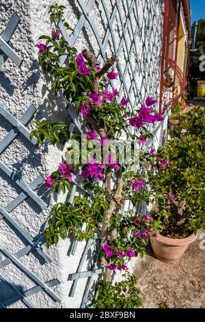 Casa di campagna, pianta-friendly parete bianca dettaglio architettonico su casa edificio con sorprendente bouganville fioritura che cresce in un vaso vicino a Mesagne, Italia, mattina soleggiata Foto Stock