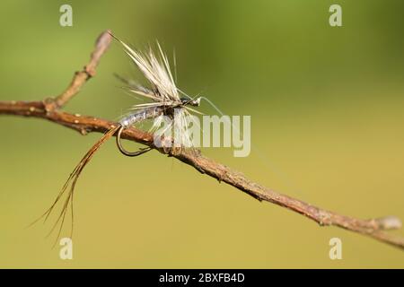 Una mosca secca imitazione di mayfly usata per catturare la trota bruna, Salmo trutta, durante un boccaggio di mayfly. Dorset Inghilterra GB Foto Stock