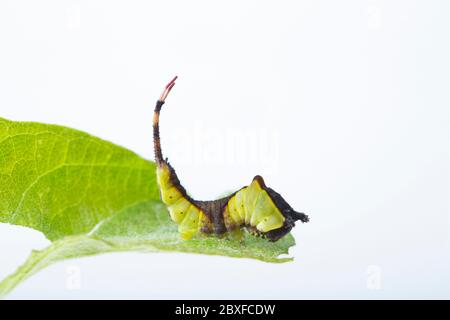 Un giovane Puss tormentava caterpillar, Cerula vinula, poggiando sulla sua pianta alimentare una foglia di salo. North Dorset Inghilterra Regno Unito GB Foto Stock