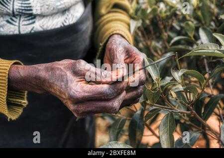 Mani di donna maltrattate dal lavoro di raccolta delle foglie di tè nei campi dello Sri Lanka. Mostra il suo coltello da lavoro. Foto Stock