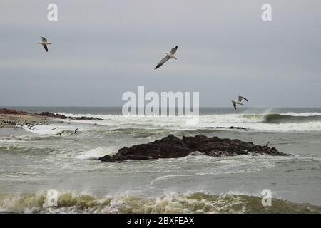 Onde forti sulla costa dell'Oceano Atlantico in Namibia e gabbiani che si innalzano sopra l'acqua. Foto Stock
