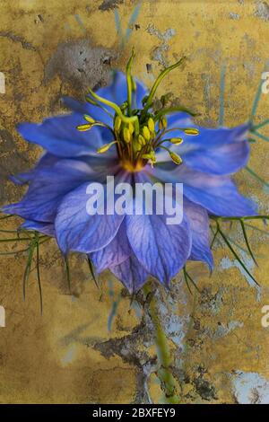 Un unico fiore Nigella, conosciuto anche come 'amore nella nebbia' per le sue delicate foglie simili a felce Foto Stock