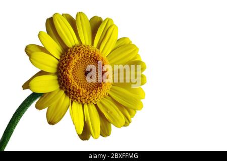 Gerbera gialla con sfondo bianco, sinistra, grande. Foto Stock