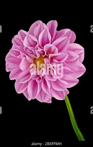 Dahlia dal fronte su sfondo nero - bigt - isolato come sfondo Foto Stock