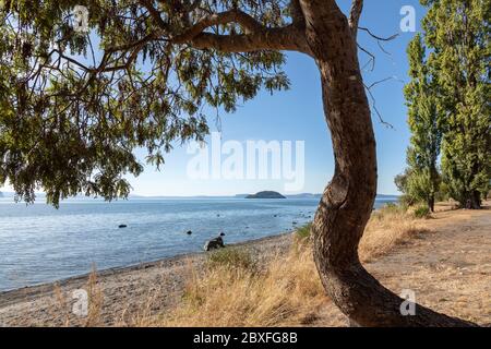 Mission Bay e vista verso l'isola di Motutaiko, il lago Taupo, Waikato, l'isola del Nord, la Nuova Zelanda Foto Stock