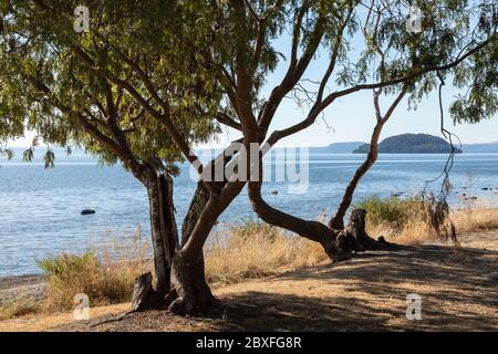 Mission Bay e vista verso l'isola di Motutaiko, il lago Taupo, Waikato, l'isola del Nord, la Nuova Zelanda Foto Stock