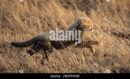 Piccolo ghepardo bambino che corre veloce nell'erba nel primo mattino luce pieno corpo colpo Tanzania Foto Stock