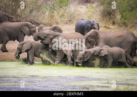Una famiglia di elefanti adulti e giovani che si divertono bevendo e spruzzando acqua verde in una delle dighe del Kruger Park Sud Africa