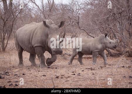 Confronto vista laterale del corpo intero del rinoceronte della madre e del bambino camminando insieme con lo sfondo invernale asciutto nel Kruger Park Sud Africa Foto Stock