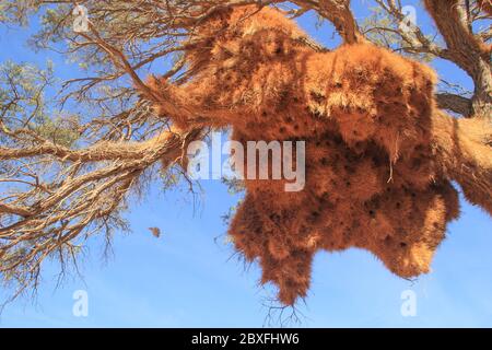 Un enorme gruppo di nidi di uccello giallo dall'erba sul ramo dell'Acacia Africana Foto Stock