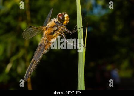 Una libellula a quattro punti si trova su un ramo, Libellula quadrimaculata Foto Stock