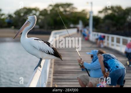 Il Pelican australiano (Pelicanus cospicillatus) è seduto sul corrimano sul molo di Urangan, Hervey Bay Queensland, Australia Foto Stock