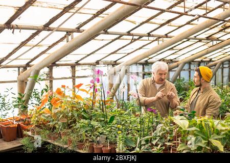 Coltivatore senior gesturing mani mentre dando consigli sulla piantatura a giovane lavoratore in serra Foto Stock