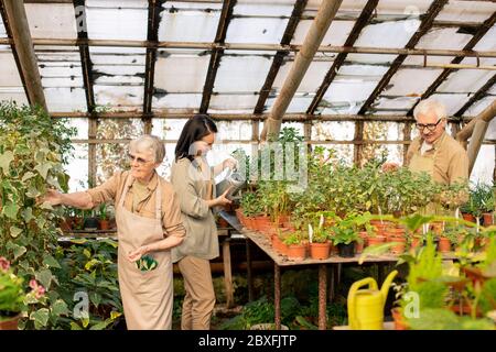 Gruppo di lavoratori serra responsabile della cura quotidiana delle piante che innaffiano le piante e che controllano le foglie Foto Stock