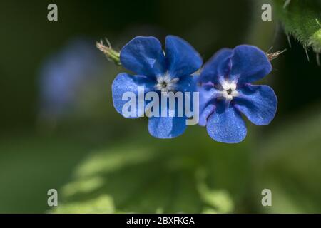 I fiori blu graziosi della pianta verde di Alkanet. Pentaglottis sempervirens. Foto Stock