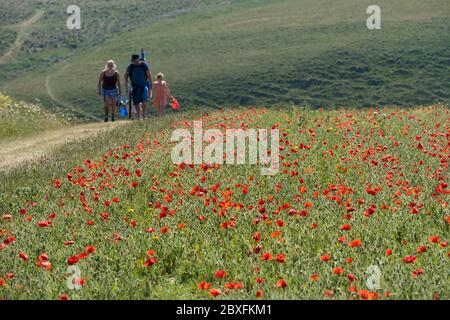 La vista spettacolare dei papaveri comuni rhoeas papaver che crescono in un campo che domina Polly Porth scherzo come parte del Arable Fields Project su Pentire Foto Stock